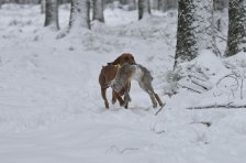 Bringtreueprüfung in Mürzzuschlag